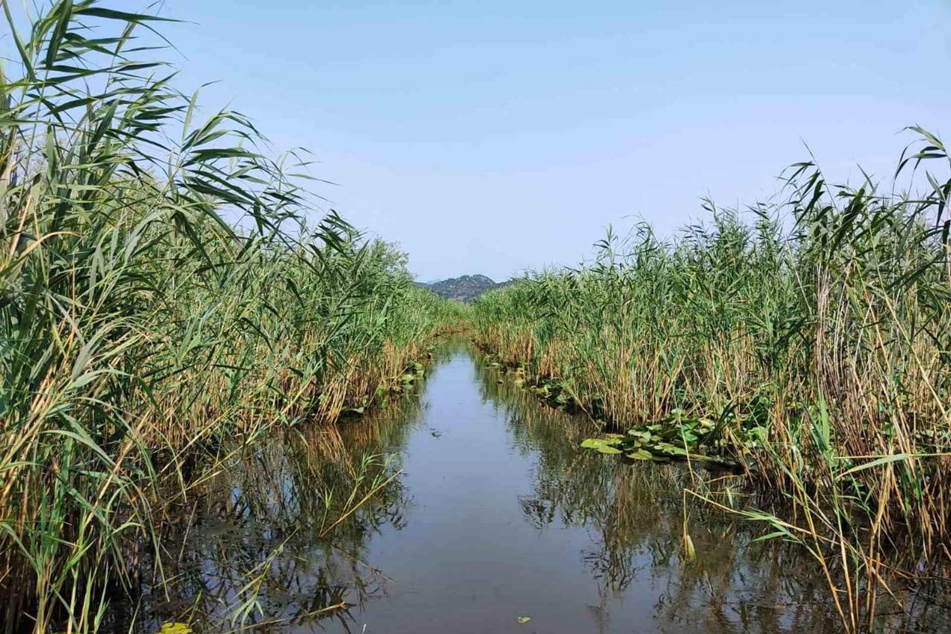 From Ulcinj: Skadar Lake Land and Boat Tour