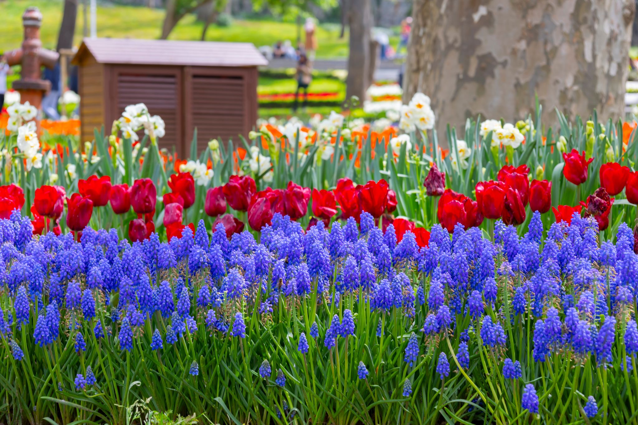 Tulip festival is celebrated with enthusiasm every year in Gülhane Park.