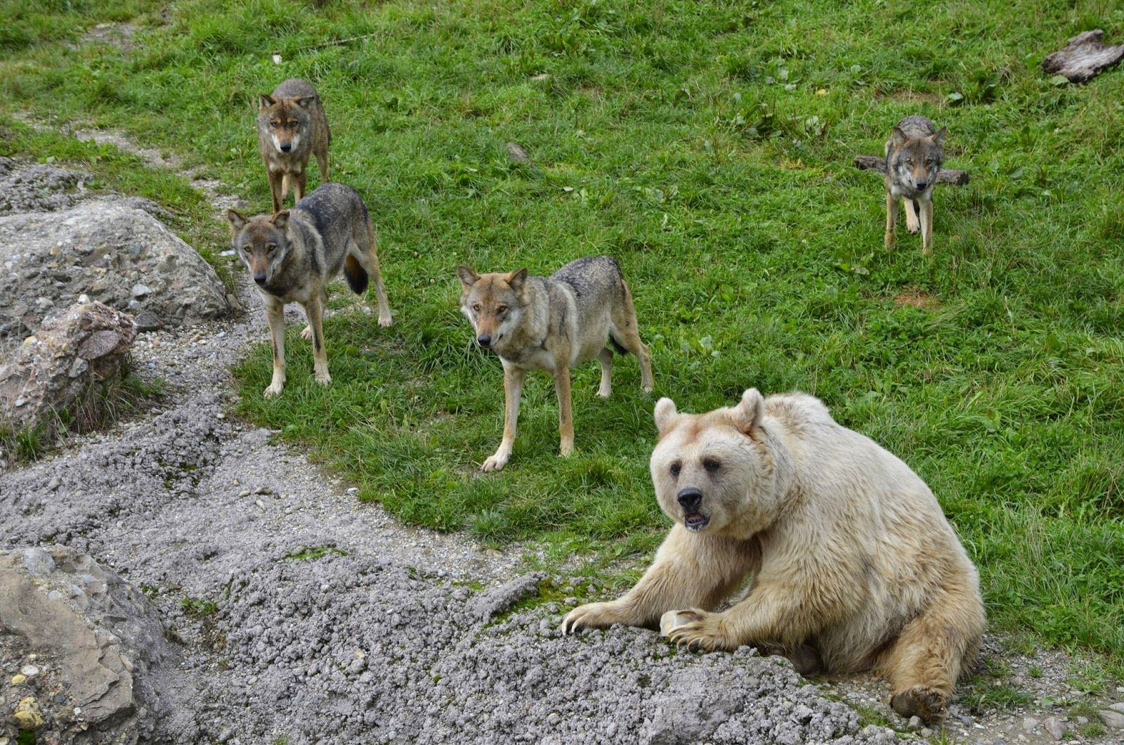Nature and Animal Park Goldau, Arth, Schwyz, Switzerland