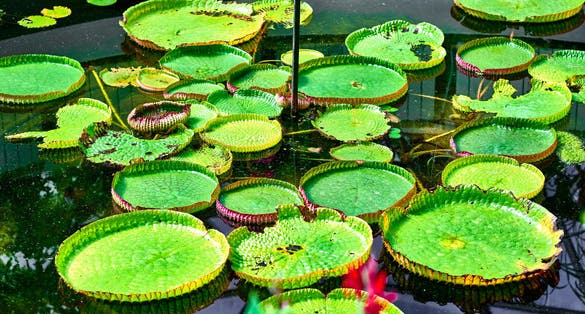Photo of Botanical garden from Jibou, Romania .