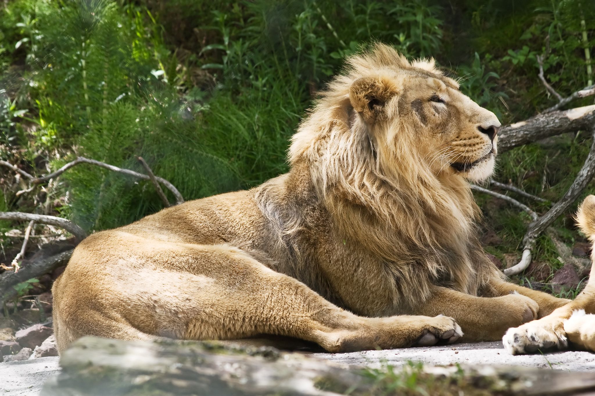 Photo of Indian lion in the Zurich zoo, Switzerland.