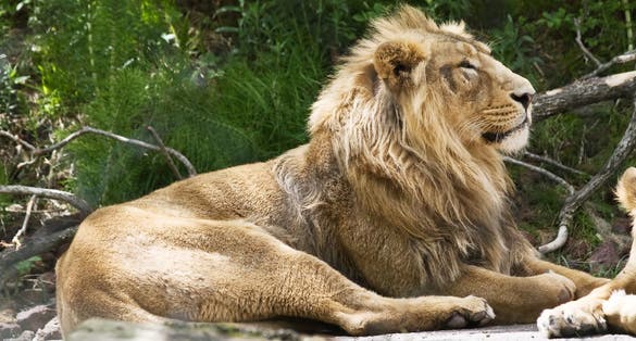 Photo of Indian lion in the Zurich zoo, Switzerland.