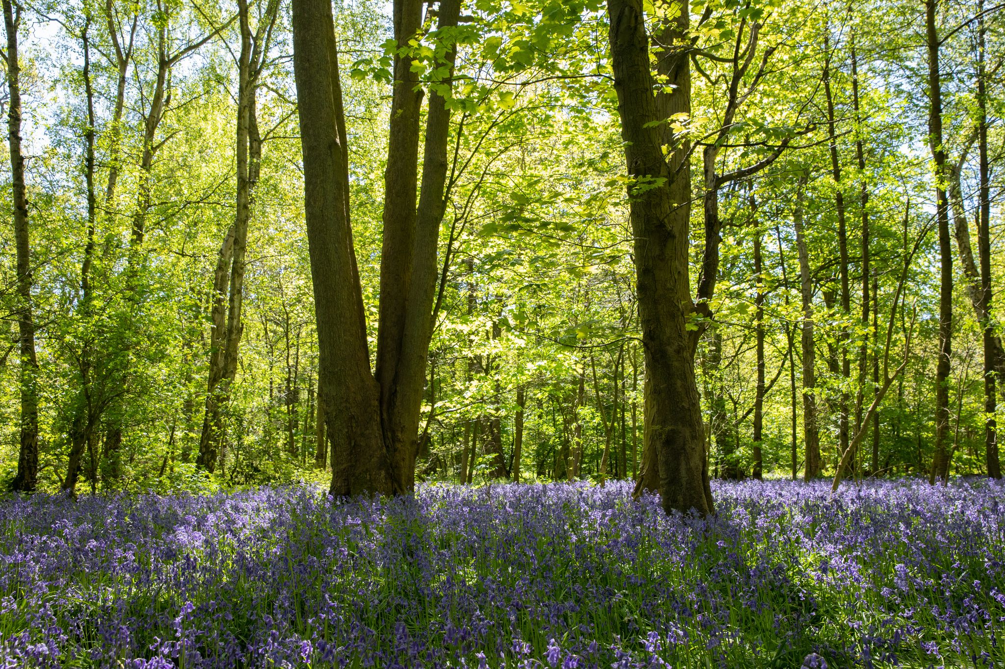 Photo of bluebells in full bloom in the woods around Coombe Abbey Country Park, Coventry, Warwickshire, England.