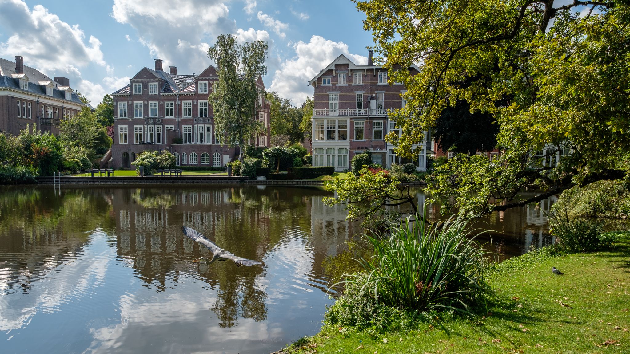 Photo of blue Heron takes of at a pond in the city park Vondelpark in Amsterdam center, the Netherlands.