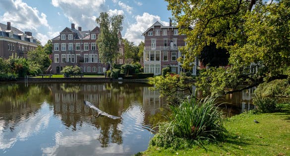 Photo of blue Heron takes of at a pond in the city park Vondelpark in Amsterdam center, the Netherlands.