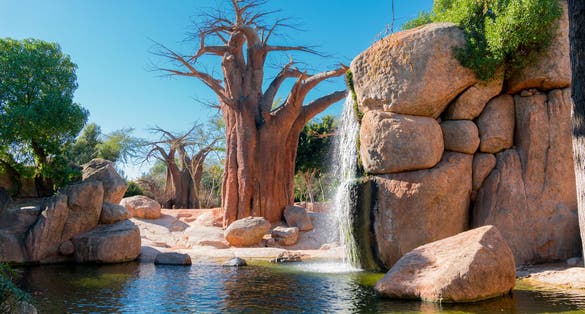 Photo of Natural recreation at Bioparc, Valencia ,Spain .