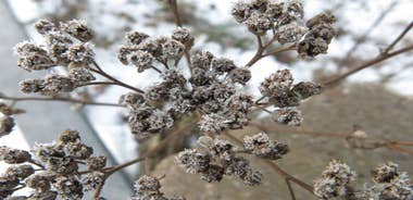 Bear Dinner with Sámi–storyteller