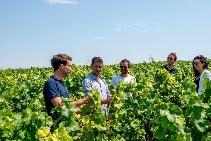 Reims: Small-Group Champagne Tour with Champagne Tastings and Lunch 