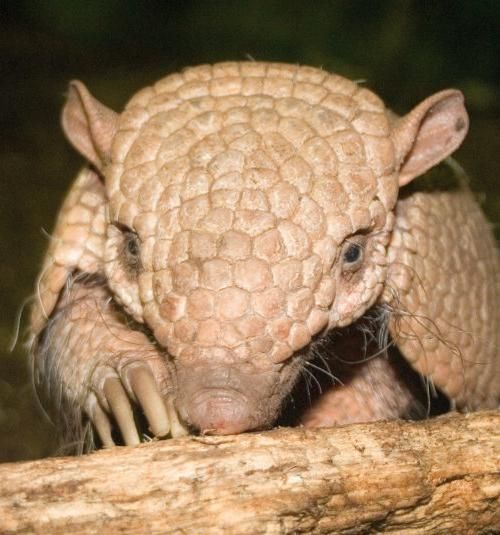 The Jungle Zoo, North East Lincolnshire, Yorkshire and the Humber, England, United Kingdom