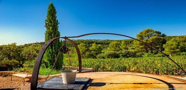 Cellar Visit & Bandol Wine Tasting (in French)
