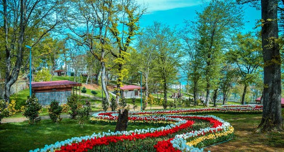 Photo of colorful tulips in Trabzon botanic park, Turkey.