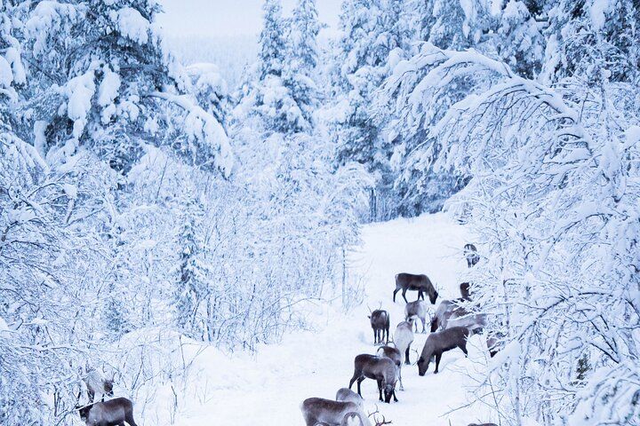 Full-Day Reindeer Tour with Pickup in Kiruna