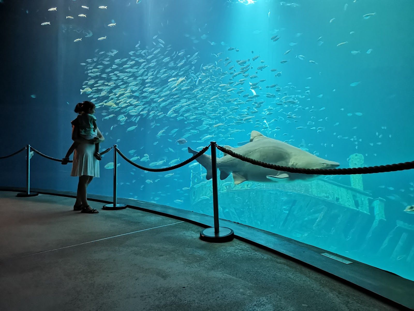 OZEANEUM Stralsund GmbH, Hafeninsel, Altstadt, Stralsund, Vorpommern-Rügen, Mecklenburg-Vorpommern, Germany