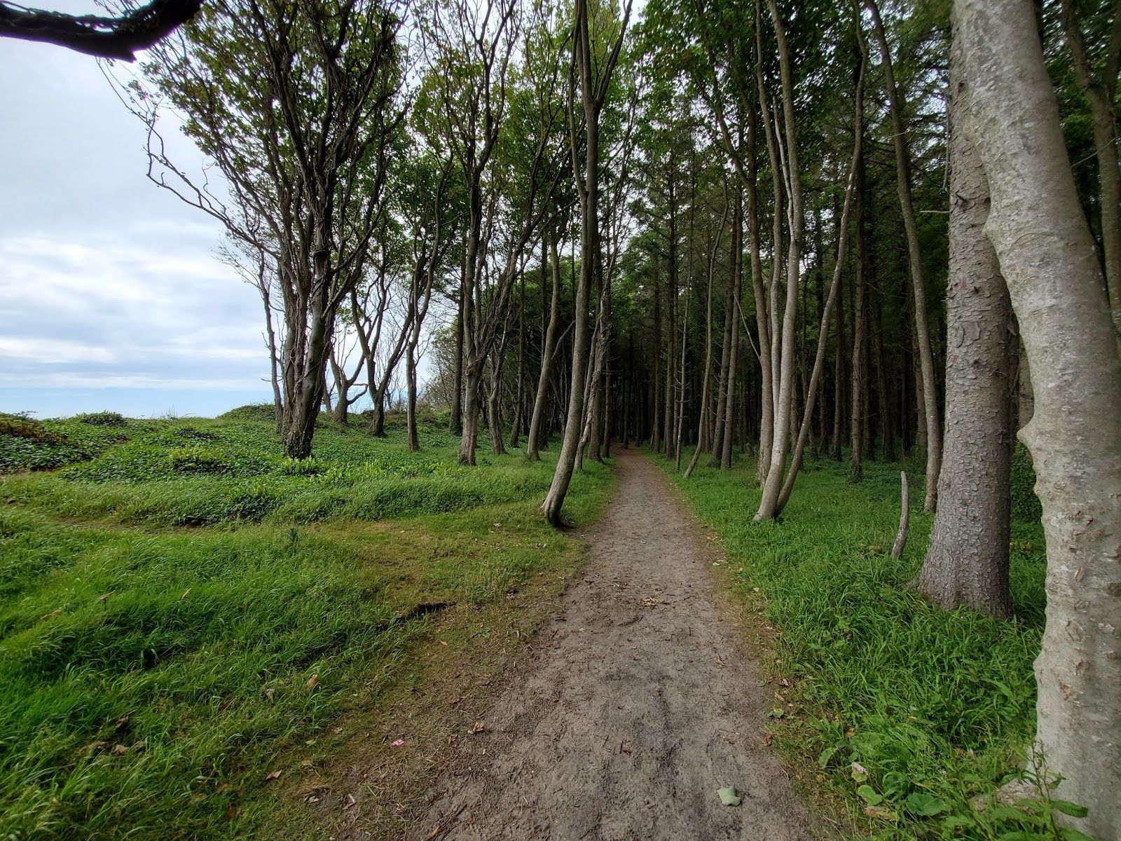 Courtown Woods, Ballintray Lower, Courtown ED, The Municipal District of Gorey — Kilmuckridge, County Wexford, Leinster, Ireland