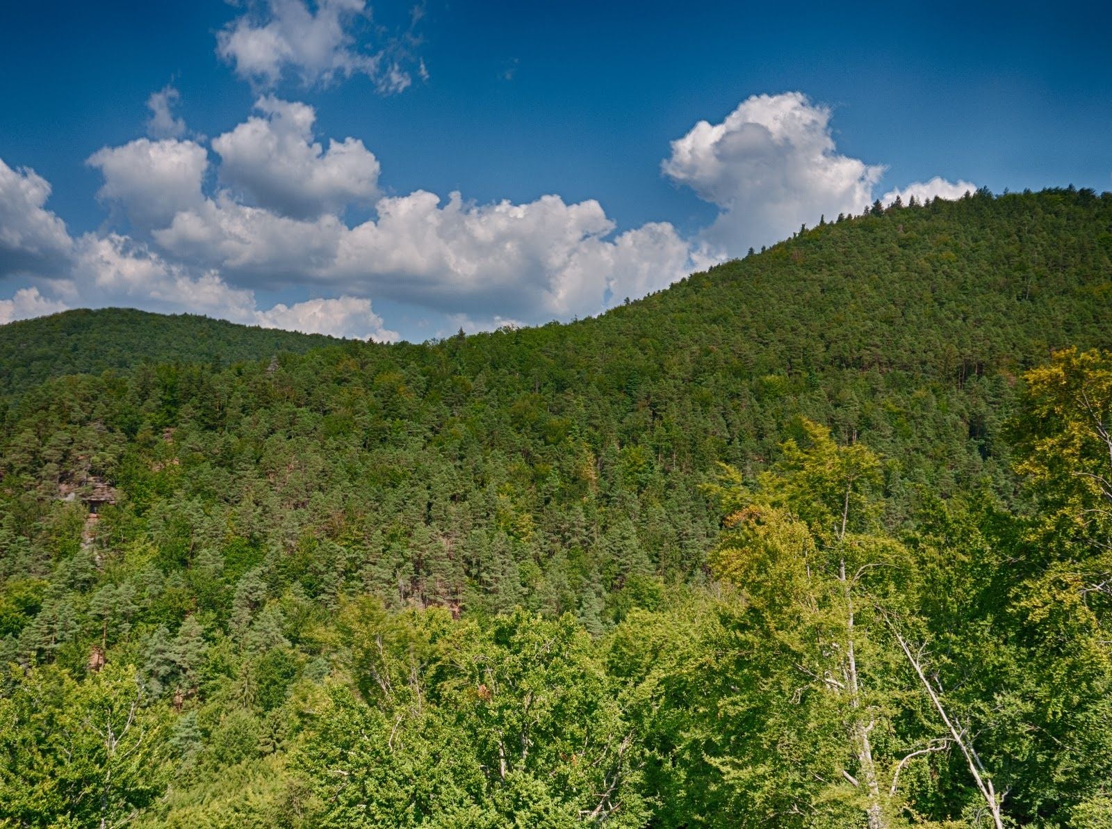North Vosges Regional Natural Reserve, La Petite-Pierre, Saverne, Bas-Rhin, Grand Est, Metropolitan France, France