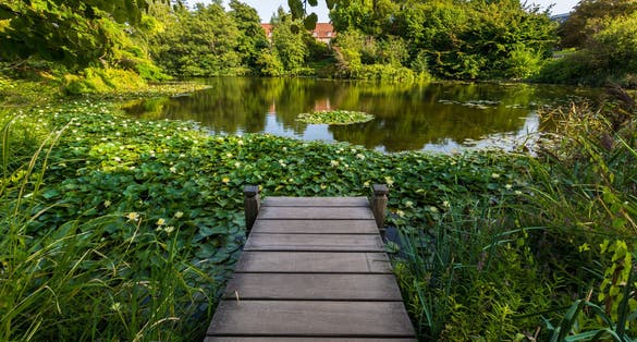 Photo of beautiful University of Copenhagen Botanical Garden, Denmark.