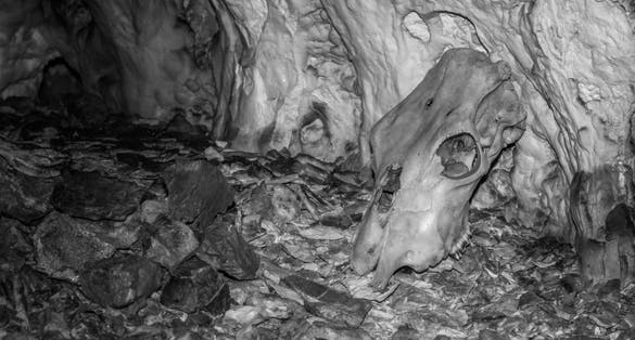 Photo of Stanisovska jaskyna, Animal skull found in the cave.