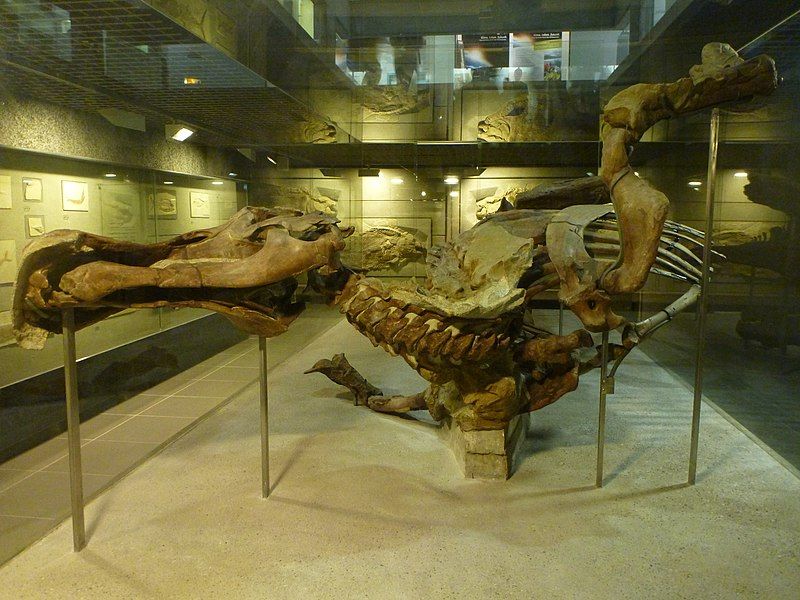 photo of view of Original Triceratops skulls, Frankfurt Oder, Germany.