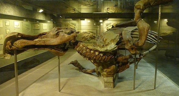 photo of view of Original Triceratops skulls, Frankfurt Oder, Germany.