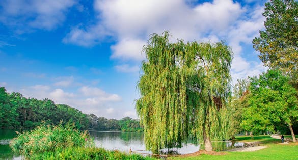Photo of Ingolstadt, Auwaldsee, beautiful summer view in the park by the lake.