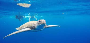 Tenerife: Kayak & Snorkel with Turtles & Dolphins w/Photos
