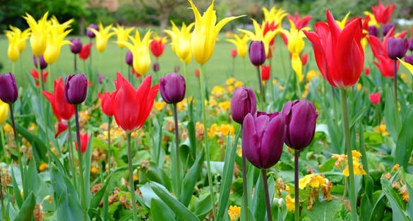 Photo of Colorful tulips seen at Cannon Hill Park in Birmingham, UK.