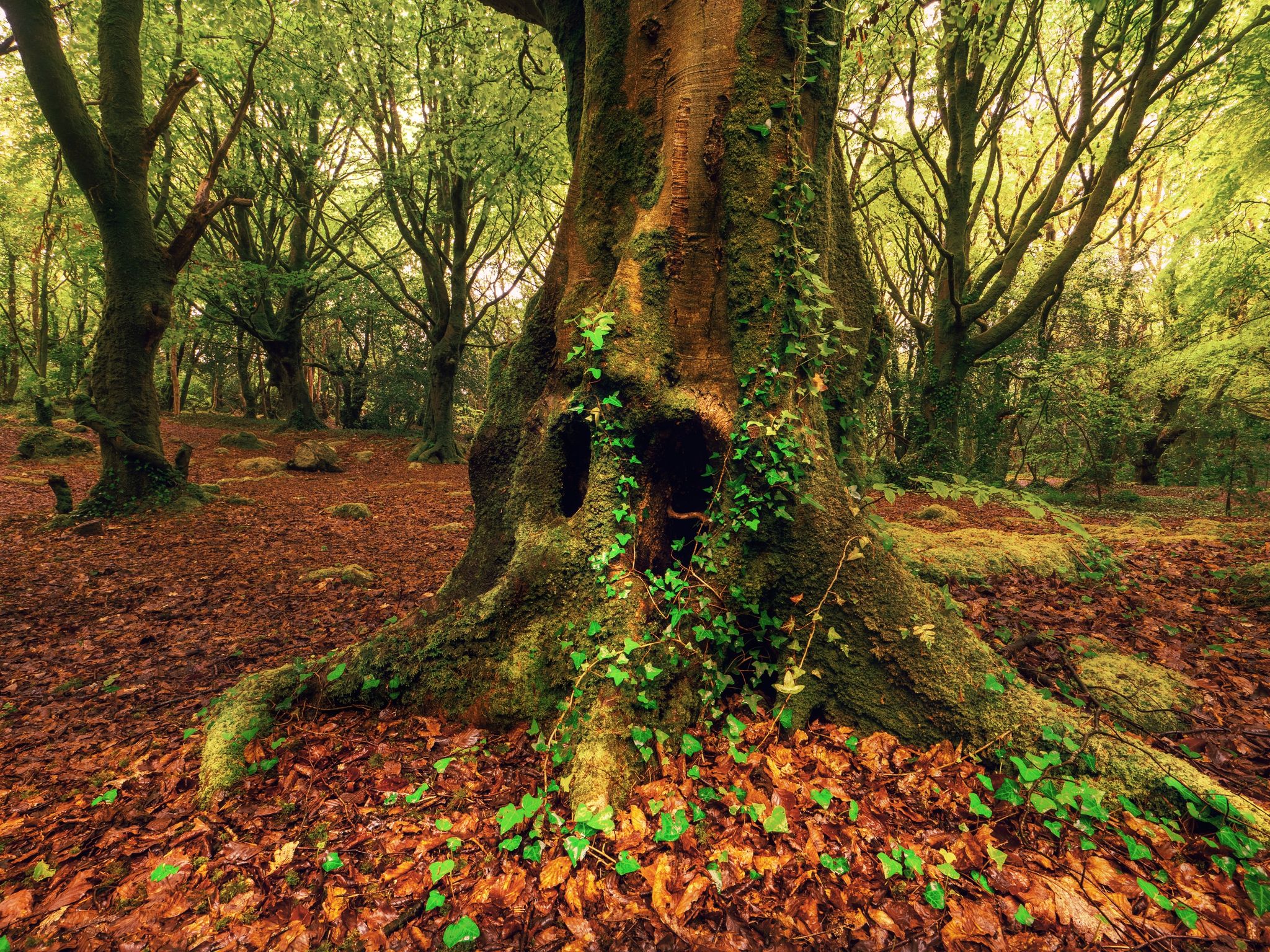 photo of view of Barna Woods, Galway, Irland.