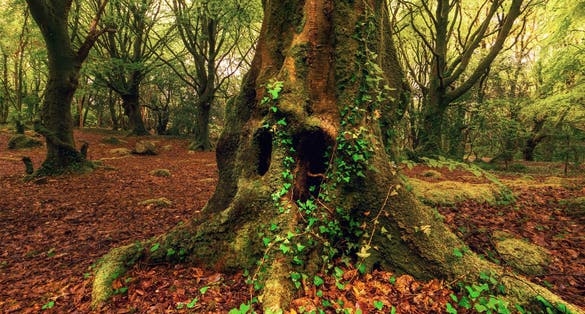 photo of view of Barna Woods, Galway, Irland.