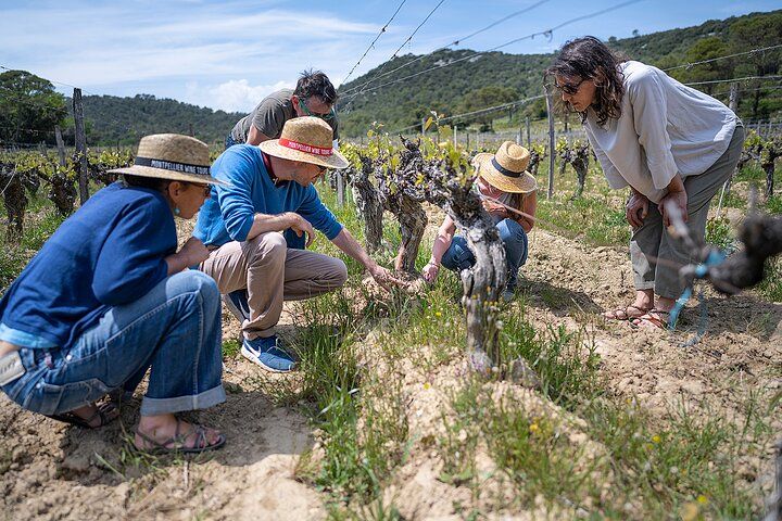 Small-Group Half-Day Languedoc Pic Saint-Loup Wine Tour from Montpellier