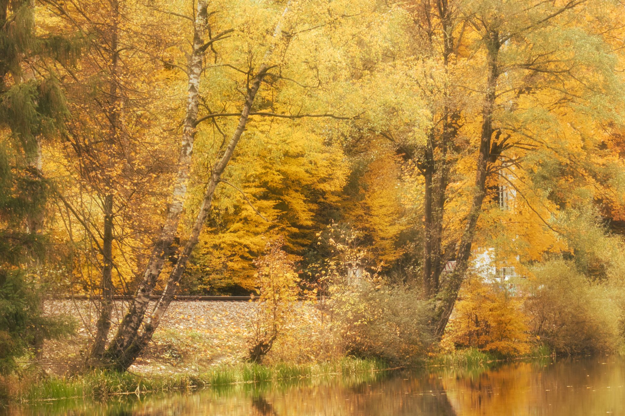 photo of view of  Vibrant fall colors of yellow and orange next to Walzweiher reservoir near Kaiserslautern, Germany.