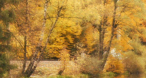photo of view of  Vibrant fall colors of yellow and orange next to Walzweiher reservoir near Kaiserslautern, Germany.