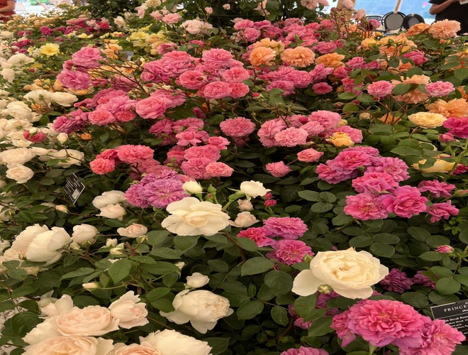 Colorful roses on display at RHS Hampton Court Palace Garden Festival in July..jpg