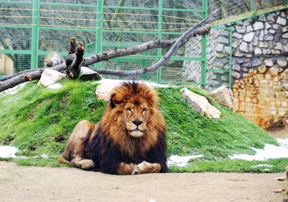 photo of view of lion inside Pécs Zoo, Pecs, Hungary.