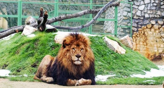 photo of view of lion inside Pécs Zoo, Pecs, Hungary.