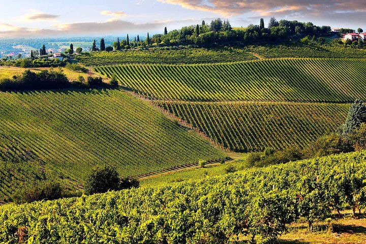 Chianti Half-day Wine Tour in the Tuscan's Hills from Pisa