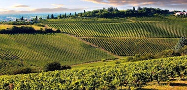 Chianti Half-day Wine Tour in the Tuscan's Hills from Pisa
