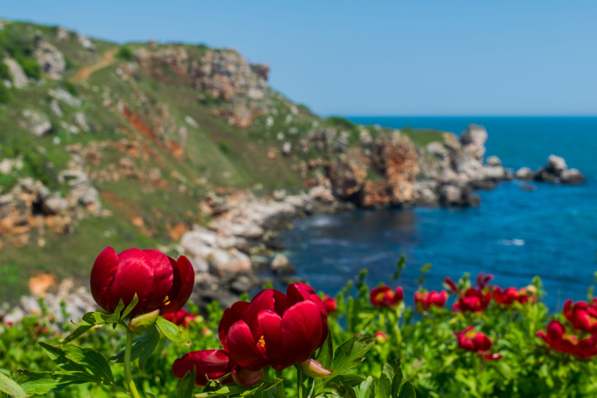 photo of view of Beautiful red paeonias in Yaylata reserve near Kamen Bryag on the Black sea coastline in Bulgaria,Sveti Nikola Bulgaria.