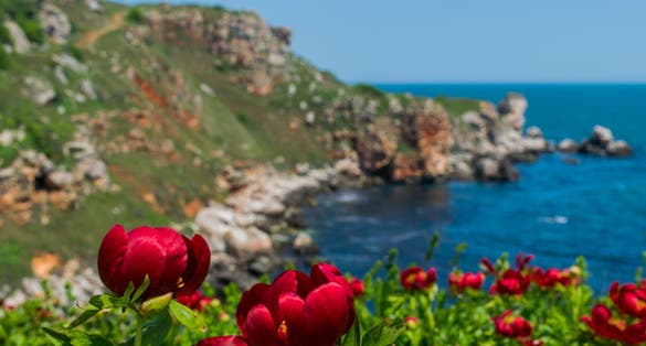 photo of view of Beautiful red paeonias in Yaylata reserve near Kamen Bryag on the Black sea coastline in Bulgaria,Sveti Nikola Bulgaria.