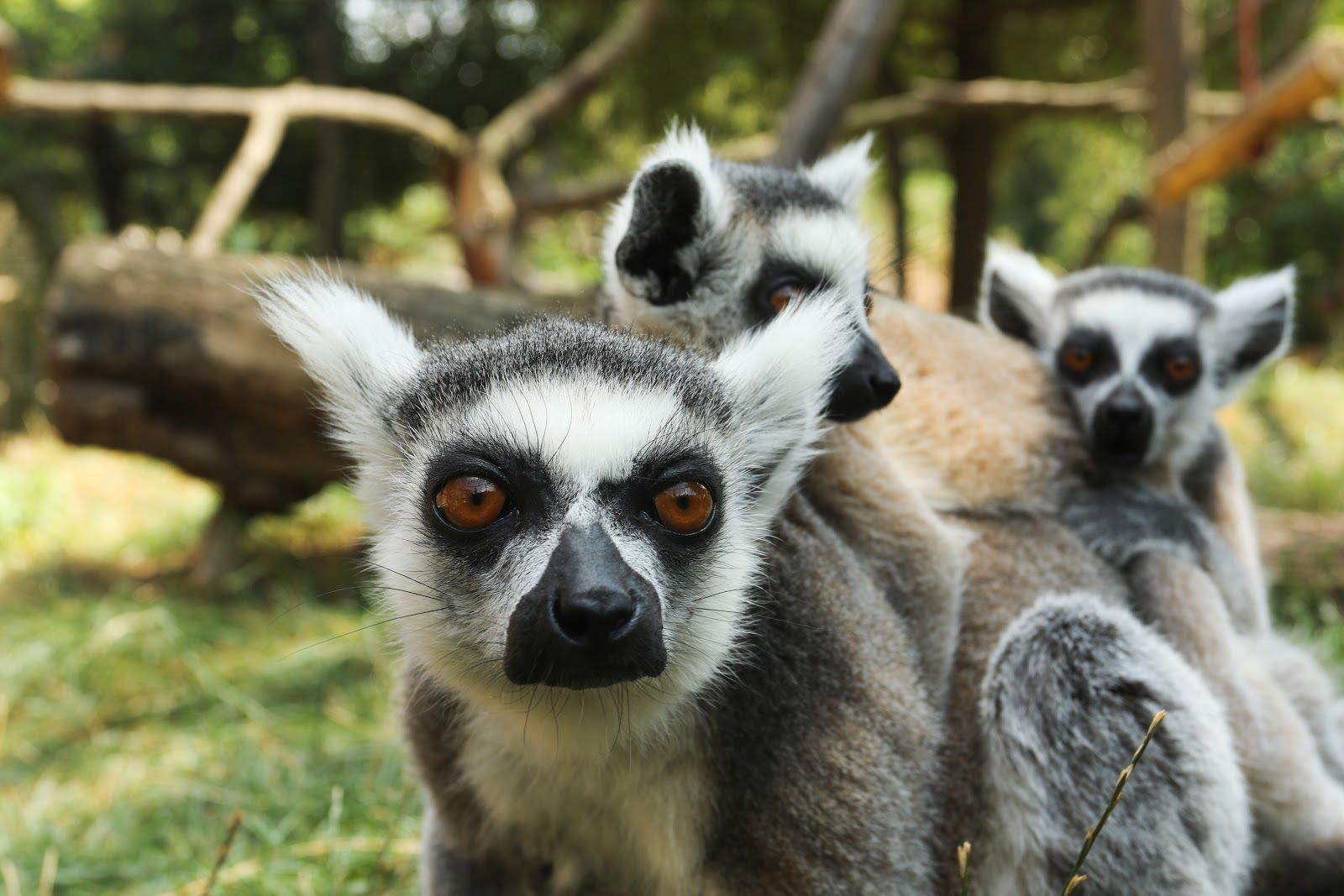 Zájezd Zoo, Zájezd u Buštěhradu, Zájezd, okres Kladno, Central Bohemia, Czechia