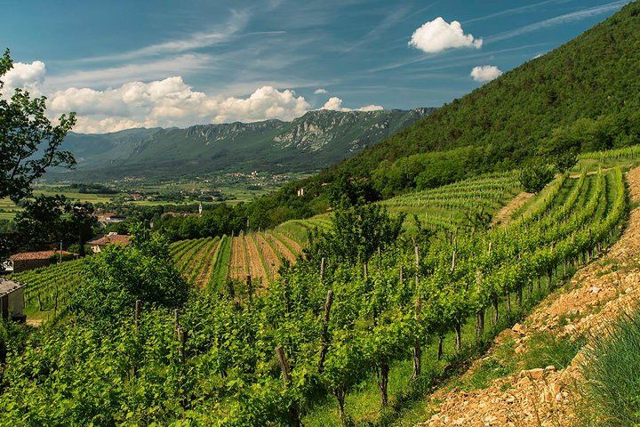 Wine Tasting with Cold Cuts