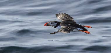 The Bird Safari Tour