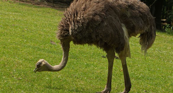 Photo of Common ostrich in Safari Park in Dvůr Králové nad Labem, Eastern Bohemia, Czech Republic, Europe.