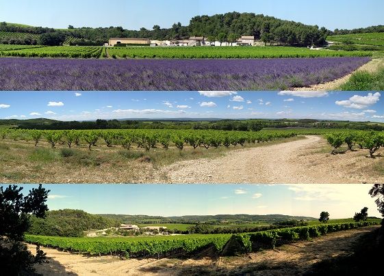 DOMAINE DES LAURIBERT, Visan, Carpentras, Vaucluse, Provence-Alpes-Côte d'Azur, Metropolitan France, France