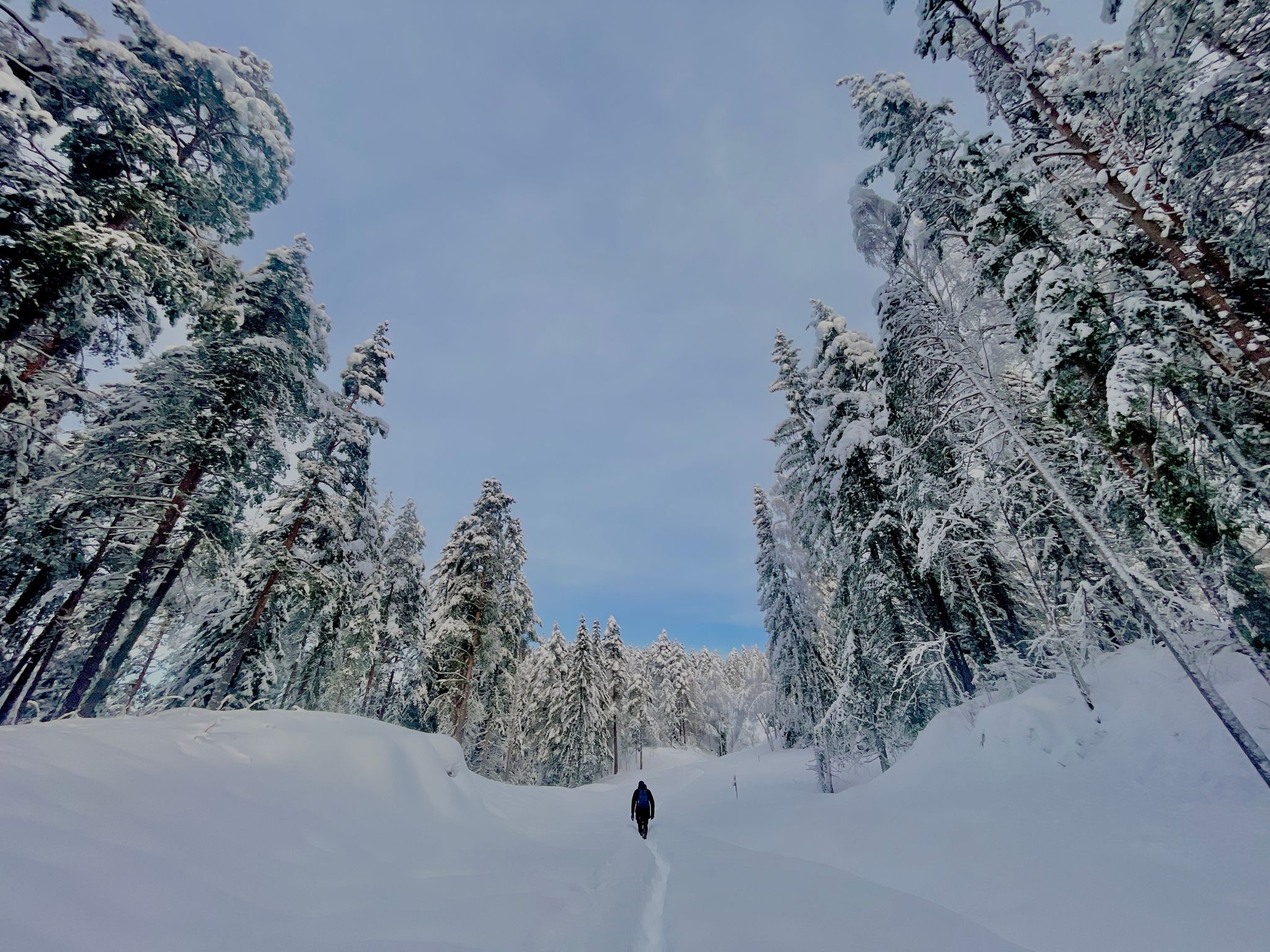 Photo of a man walks through a snowy coniferous forest in Norway.