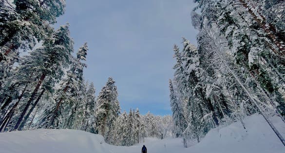 Photo of a man walks through a snowy coniferous forest in Norway.