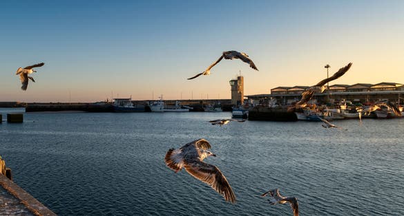 Photo of Seagulls taking flight at the fishing harbour of the city of Povoa de Varzim, in Portugal.