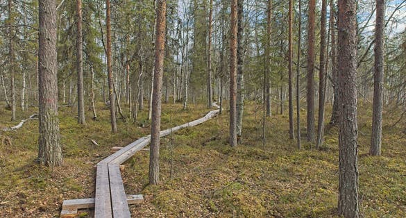 Hiking trail duckboard path on Viiankiaapa Nature Trail at Viiankiaapa Mire Reserve in cloudy spring weather, Sodankylä, Lapland, Finland. Swampy land and wetland, marsh, bog.