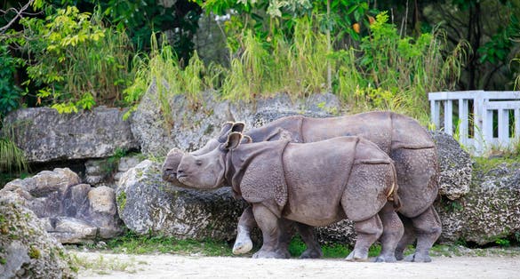 Photo of An Indian rhinoceros (rhinoceros unicornis) with its mother at Hellabrunn Zoo in Munich, Germany.