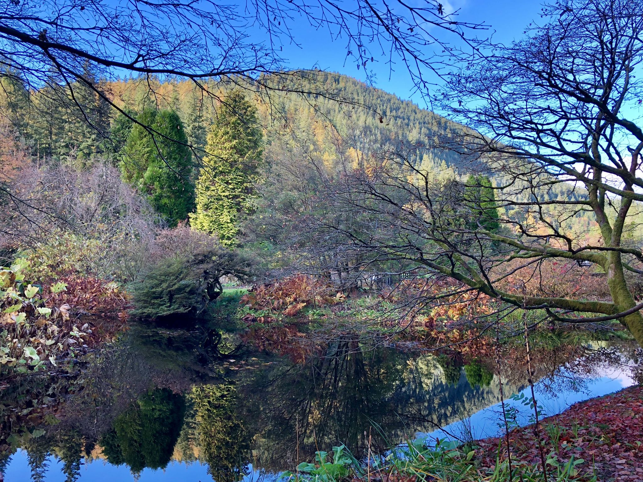 Photo of Benmore Botanic Gardens Argyll , Scotland .