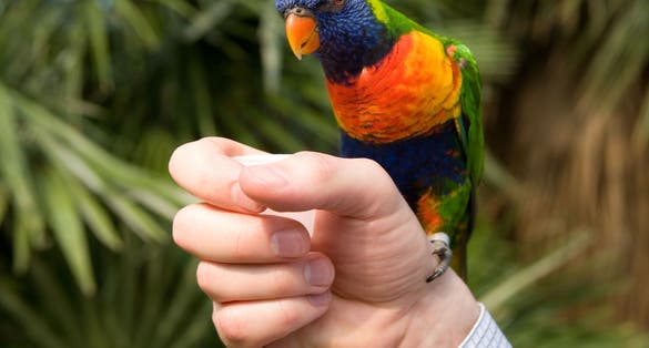 photo of colorful parrot on a hand. Park Avifauna, the Netherlands.